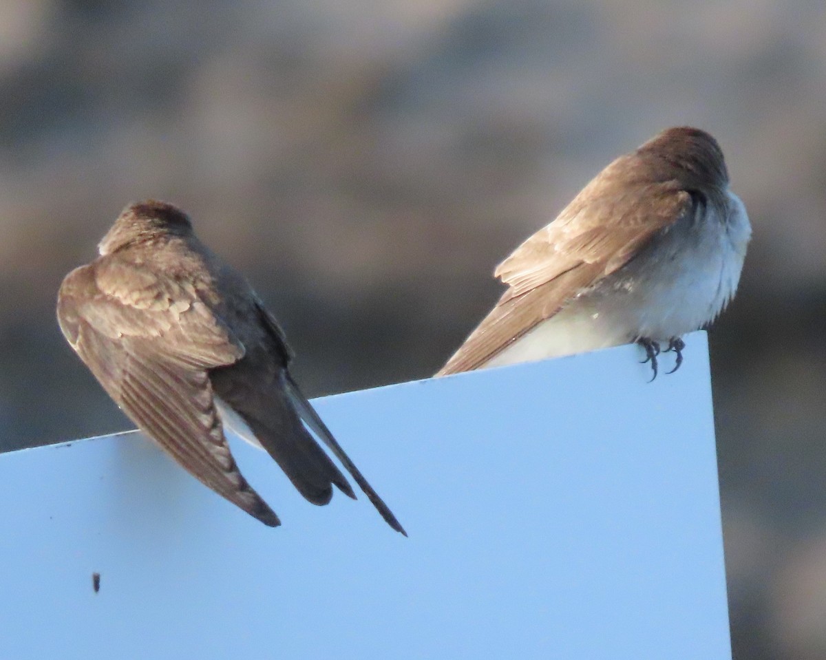 Northern Rough-winged Swallow - ML619989715