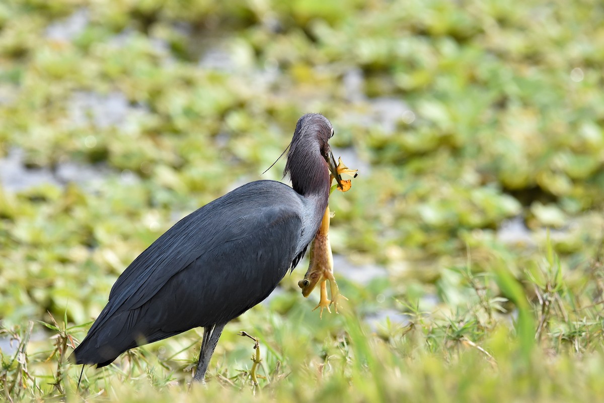 Little Blue Heron - ML619989719