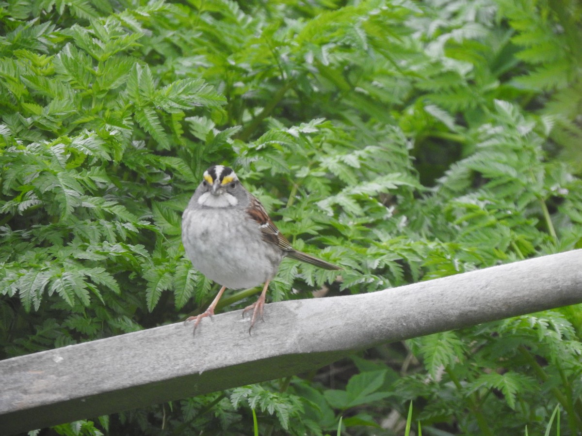 White-throated Sparrow - ML619989723