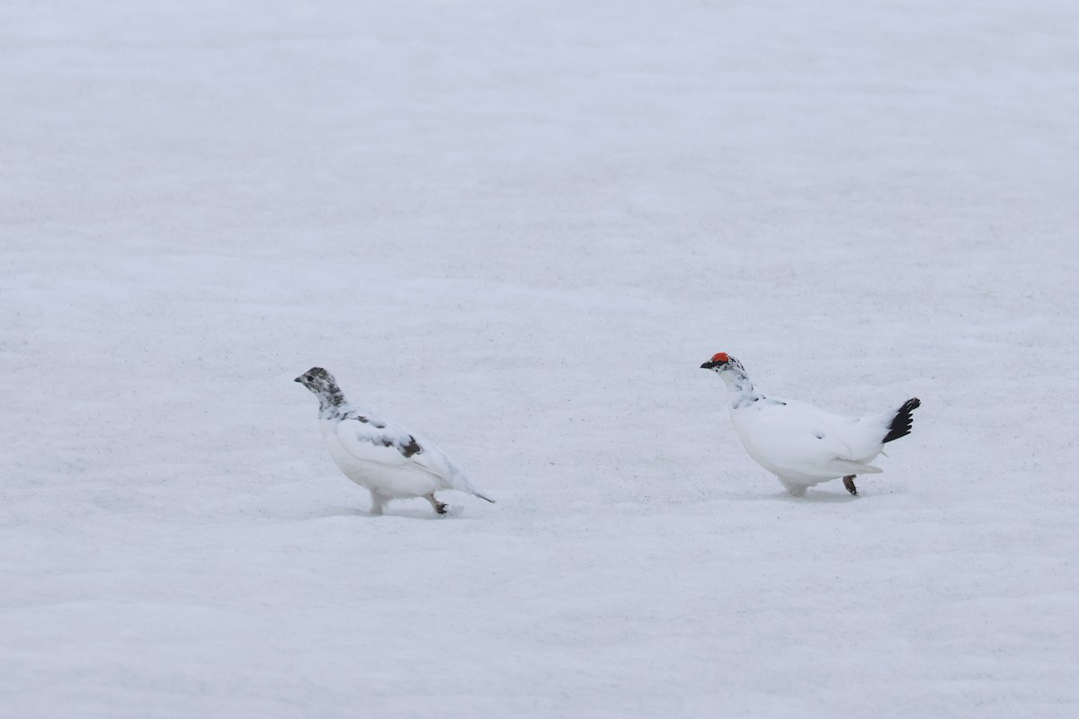 Alpenschneehuhn - ML619989727