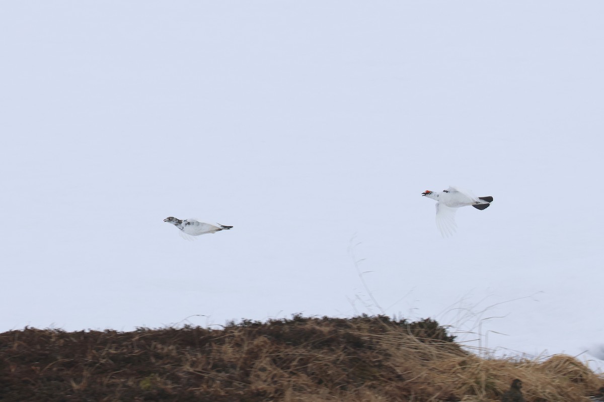 Rock Ptarmigan - Fabrice Schmitt