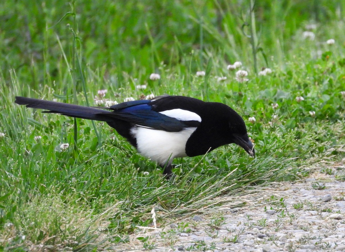 Eurasian Magpie - ML619989730