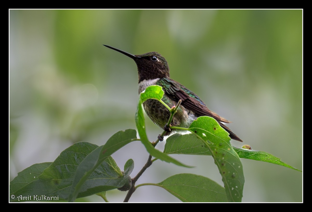 Ruby-throated Hummingbird - ML619989733