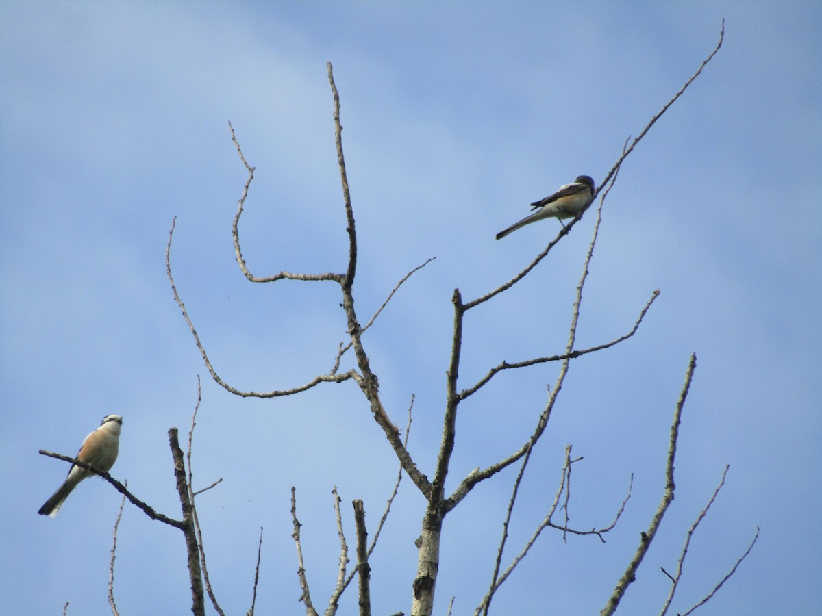 Masked Shrike - ML619989734