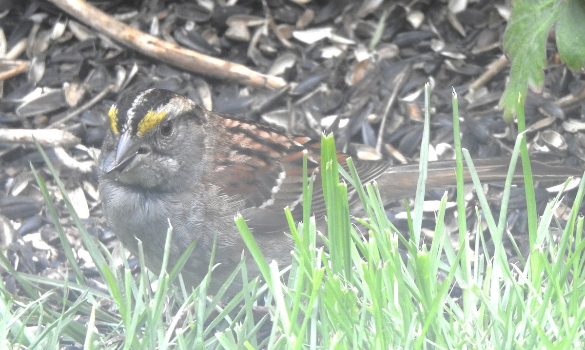 White-throated Sparrow - ML619989745