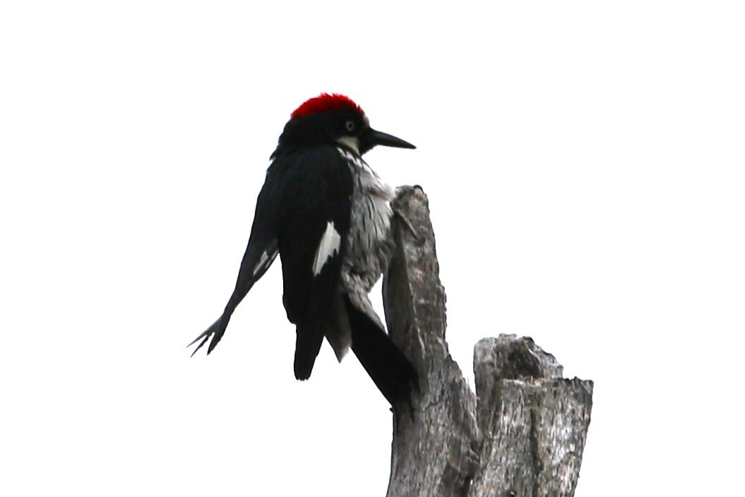 Acorn Woodpecker - ML619989748