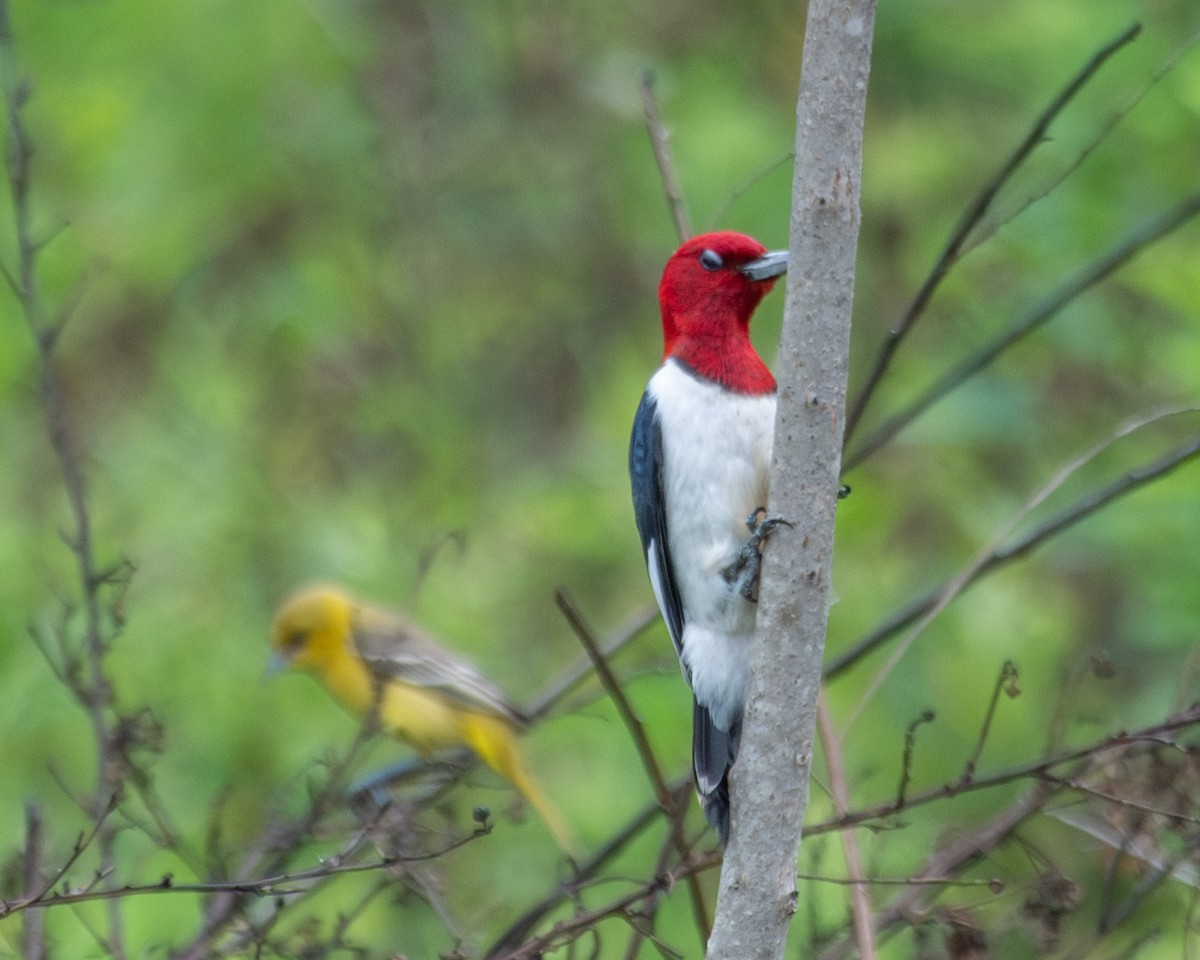Red-headed Woodpecker - ML619989756