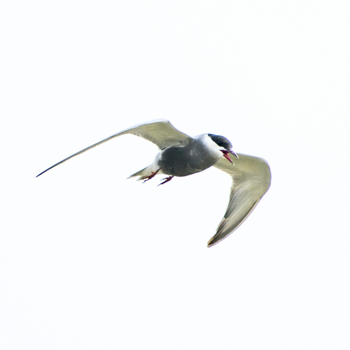 Whiskered Tern - ML619989757