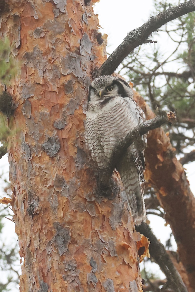 Northern Hawk Owl - ML619989764