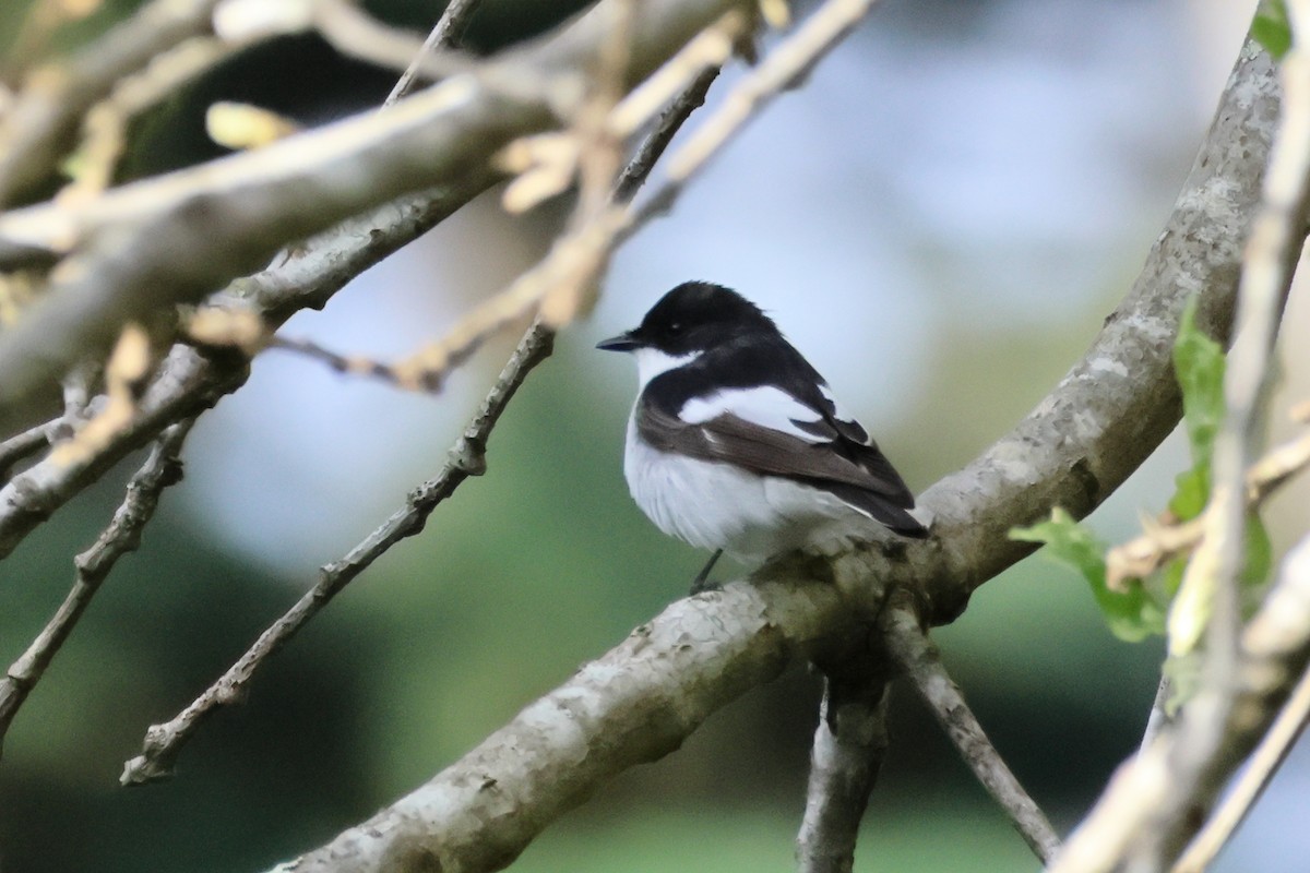 European Pied Flycatcher - ML619989768