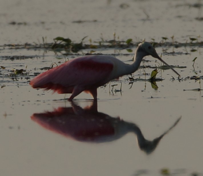 Roseate Spoonbill - ML619989771