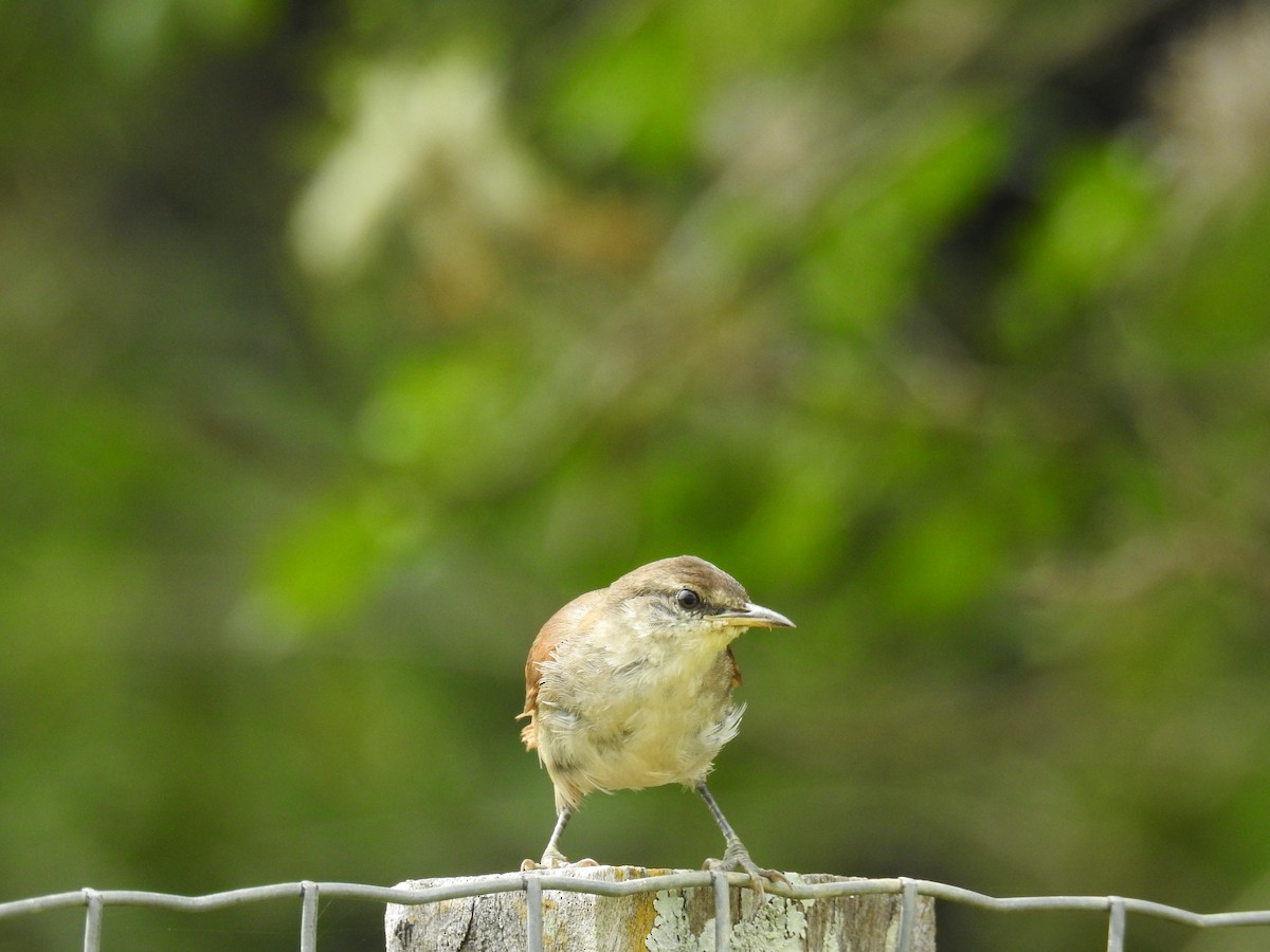 Yellow-chinned Spinetail - ML619989773