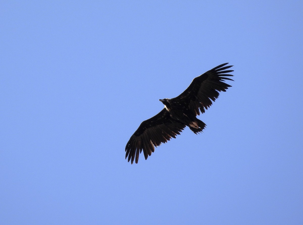 Cinereous Vulture - ML619989777