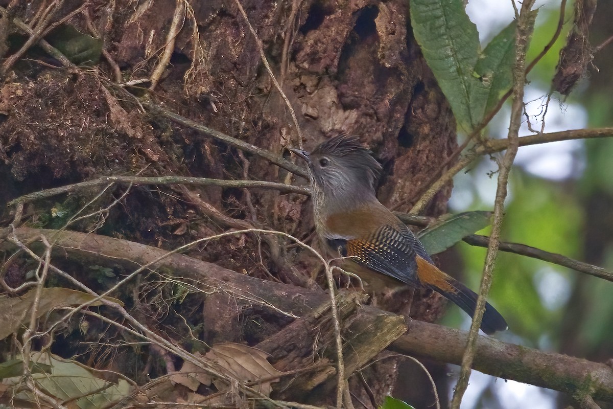 Streak-throated Barwing - ML619989779