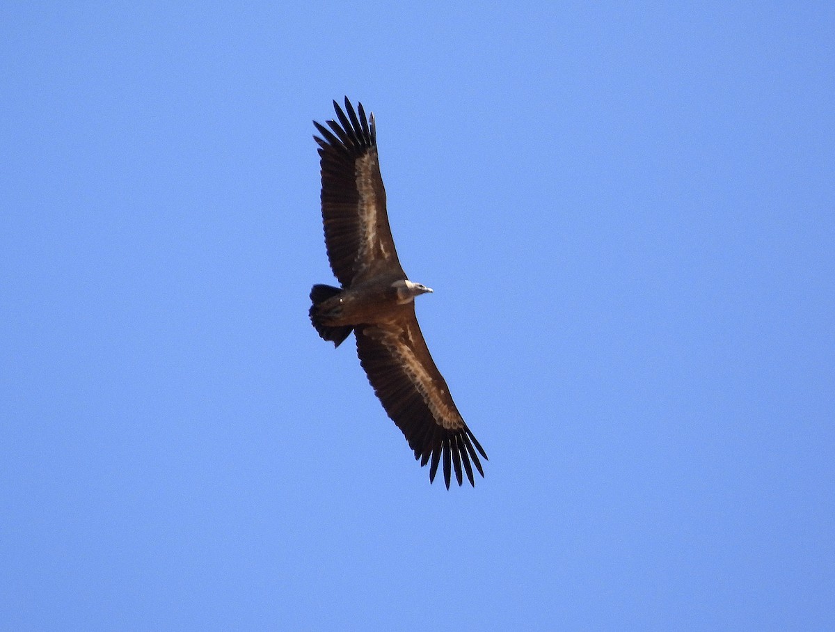 Eurasian Griffon - ML619989784