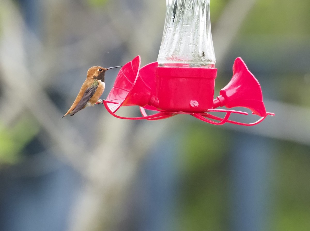 Rufous Hummingbird - ML619989788