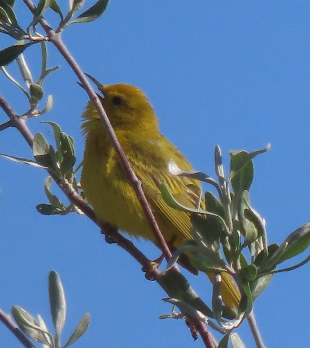 Paruline jaune - ML619989789