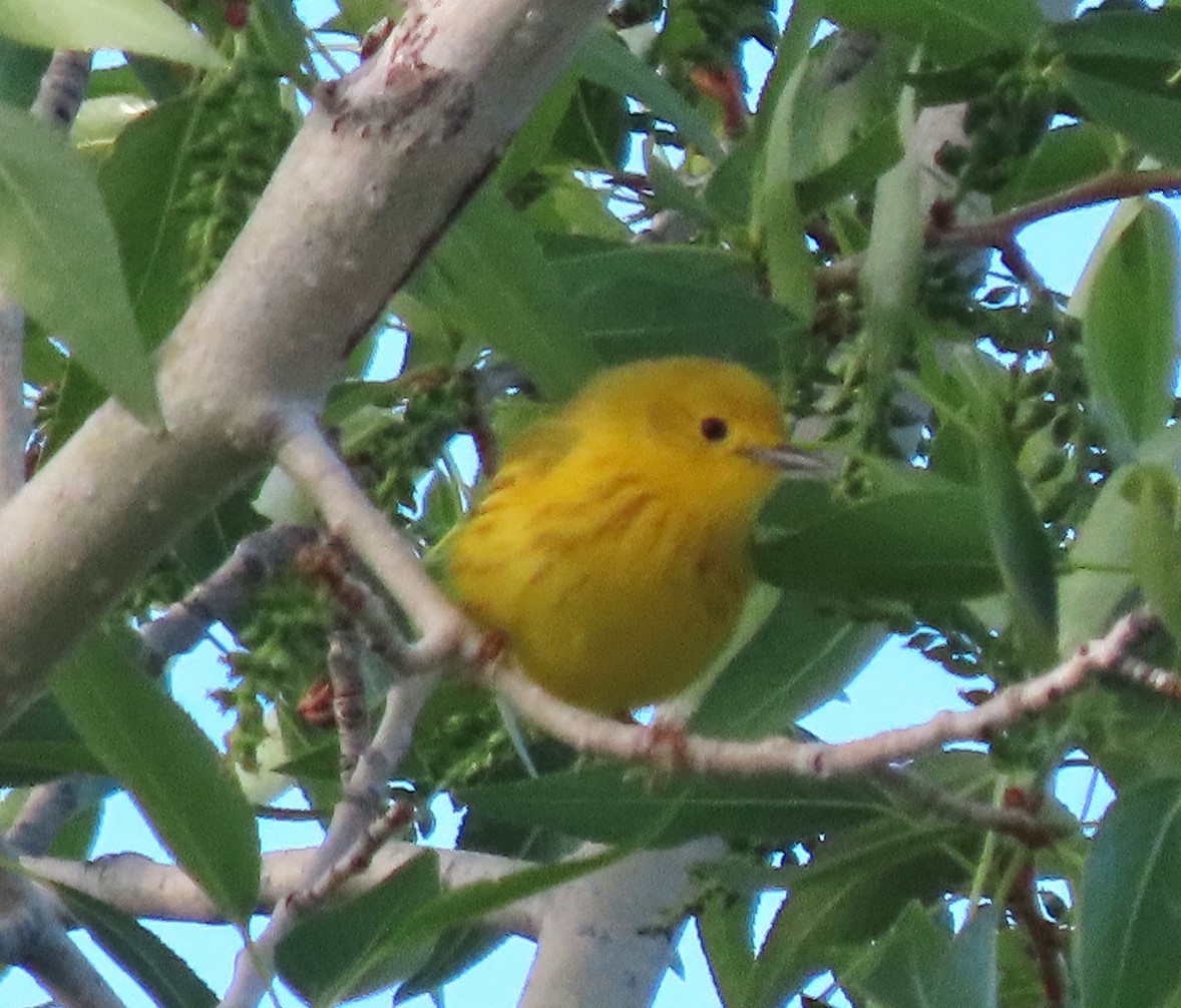 Paruline jaune - ML619989790