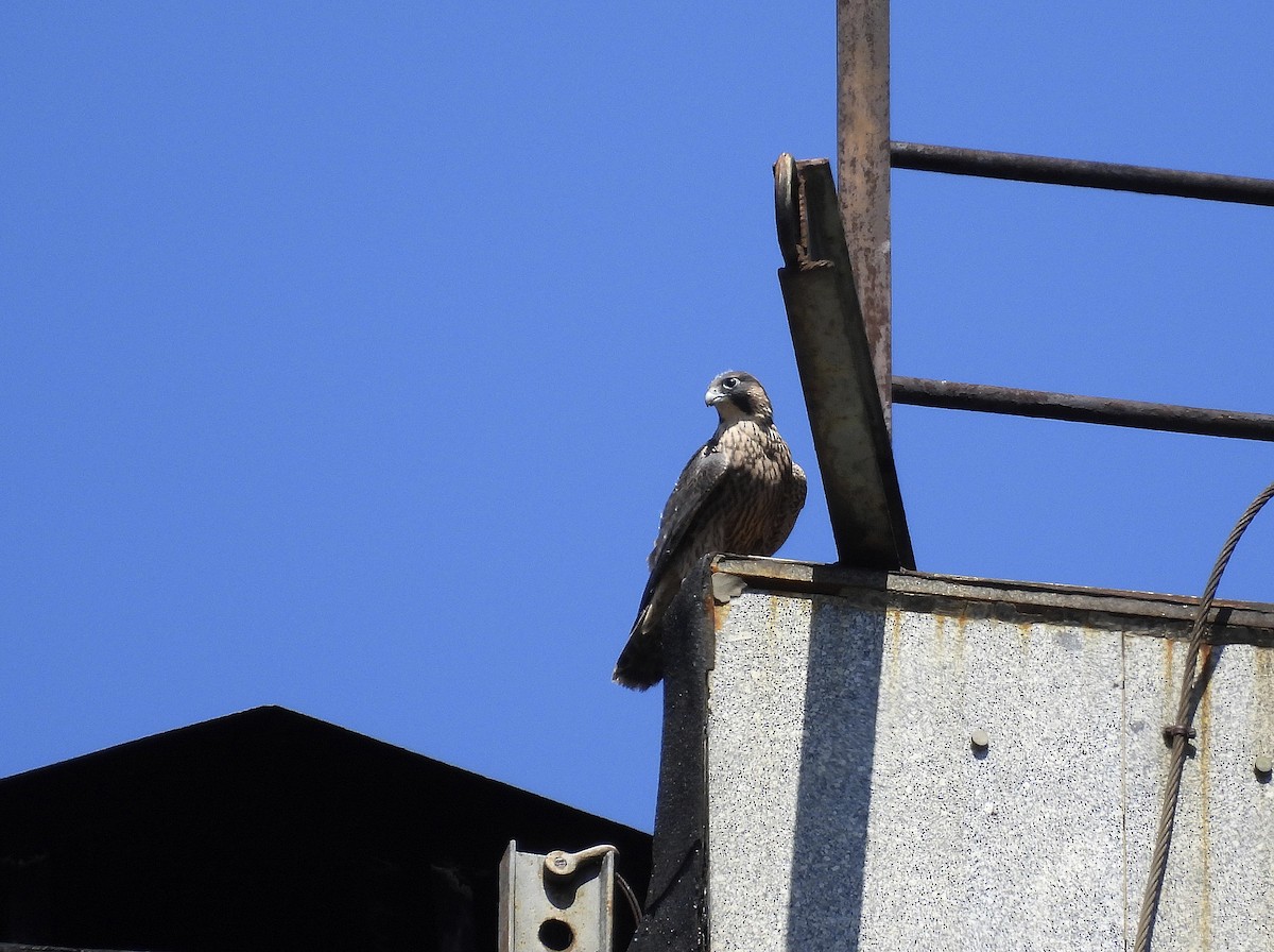 Halcón Peregrino - ML619989793