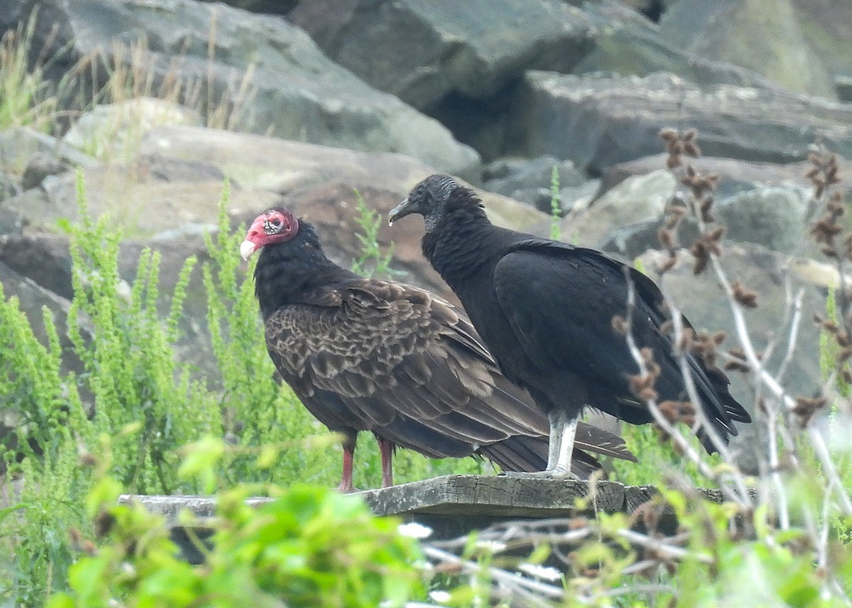 Black Vulture - ML619989796