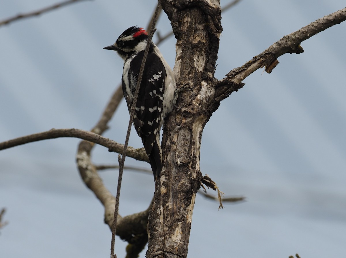 Downy Woodpecker - ML619989799