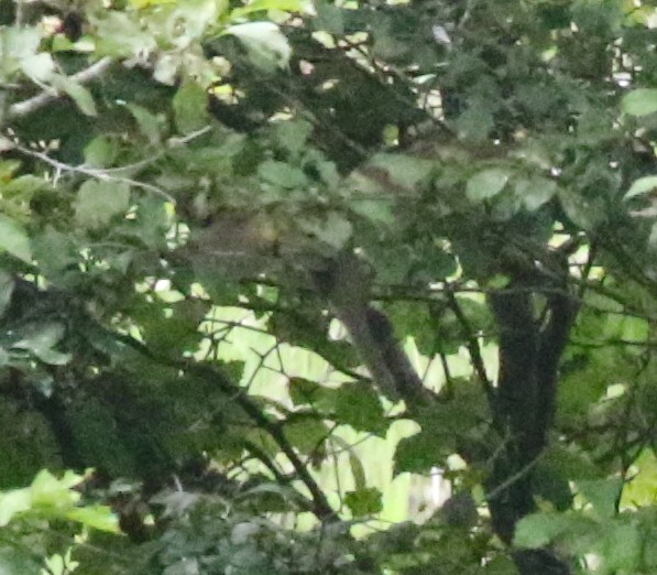 Yellow-billed/Black-billed Cuckoo - ML619989804