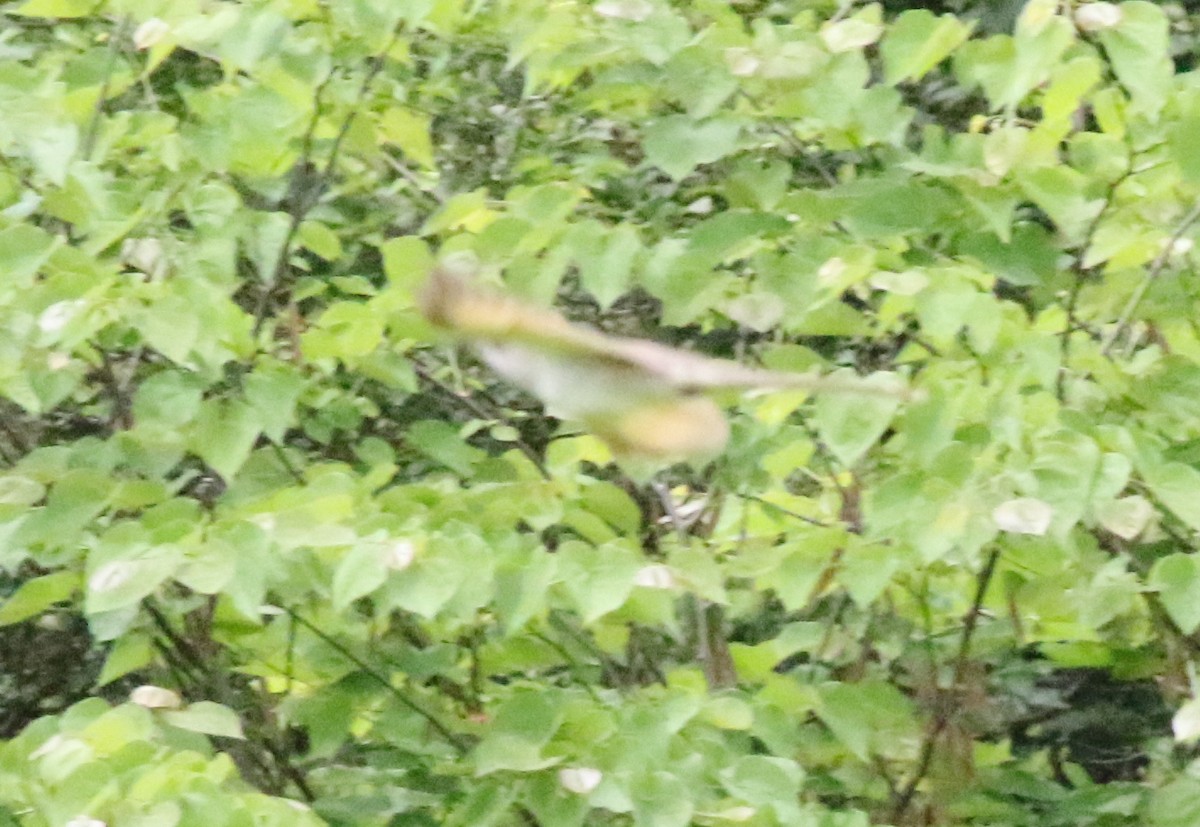 Yellow-billed/Black-billed Cuckoo - ML619989805