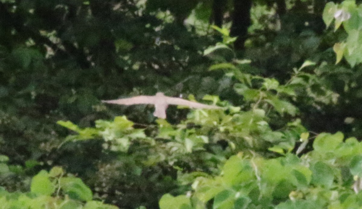 Yellow-billed/Black-billed Cuckoo - ML619989806