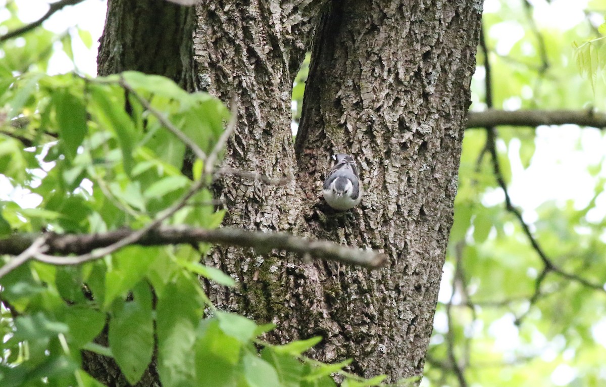 White-breasted Nuthatch - ML619989816