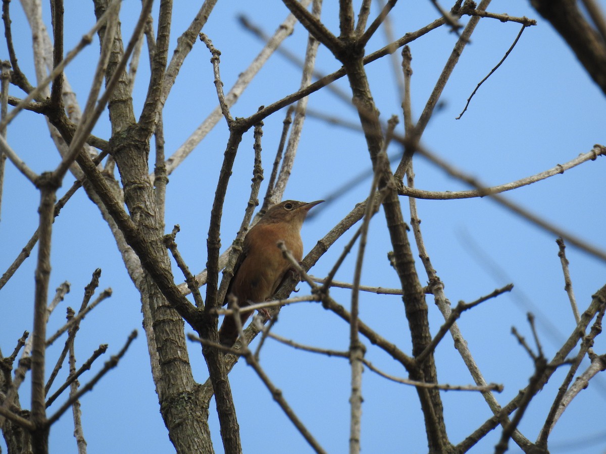 House Wren - ML619989819