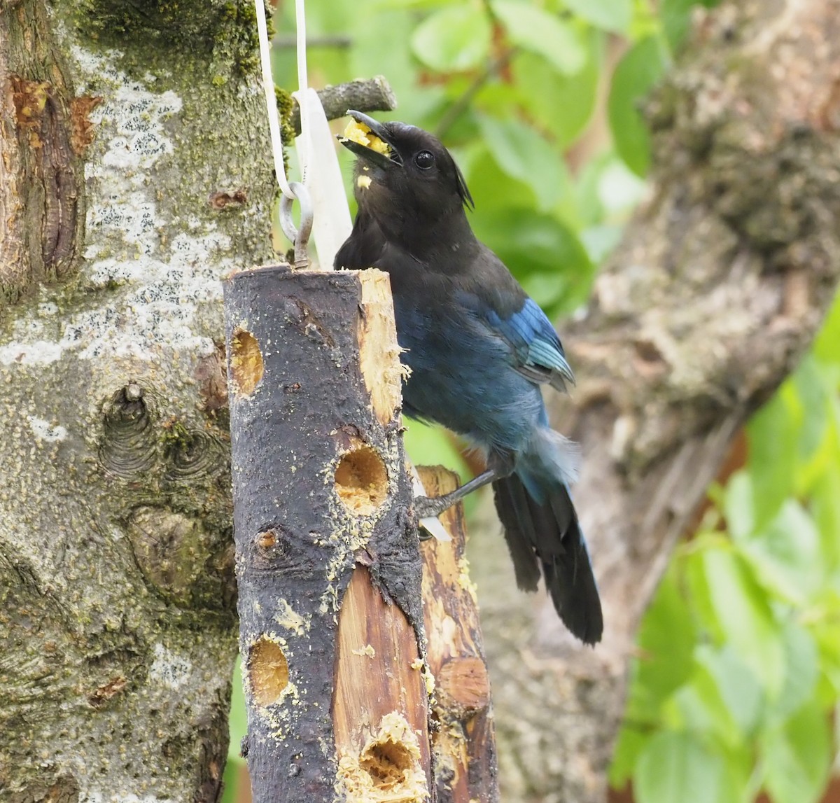 Steller's Jay - ML619989823