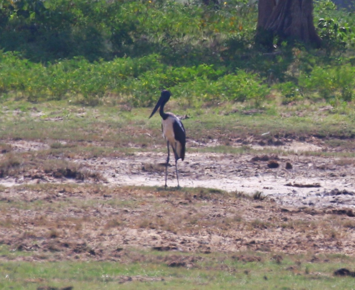 Black-necked Stork - ML619989825