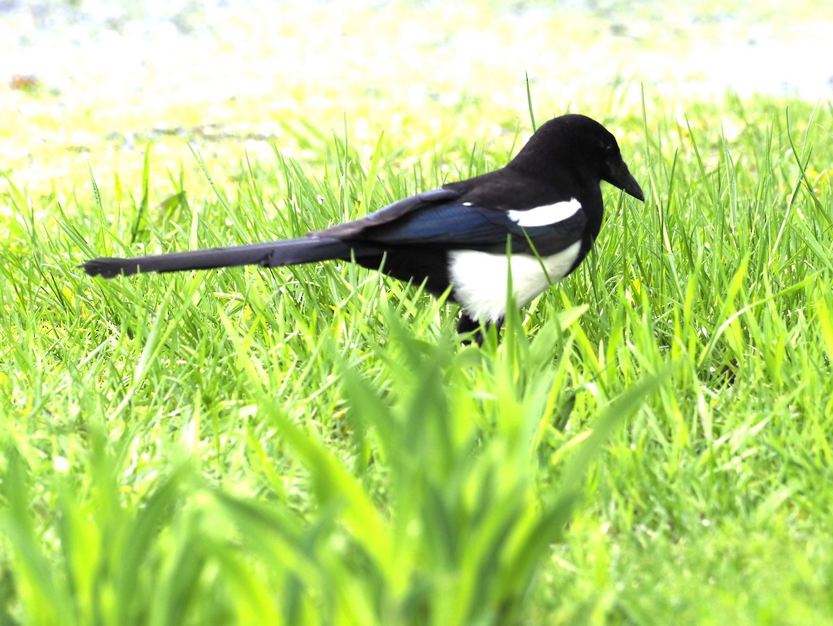 Black-billed Magpie - ML619989832