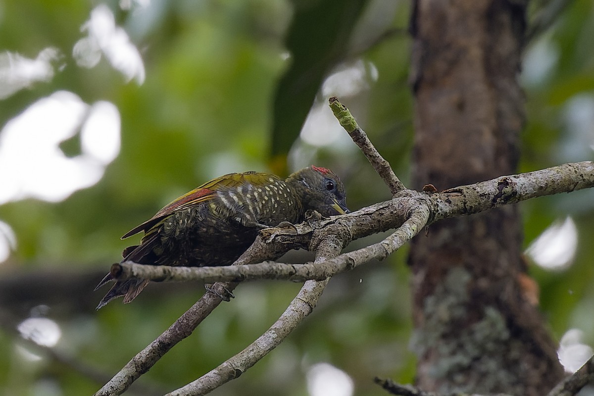 Lesser Yellownape - ML619989839