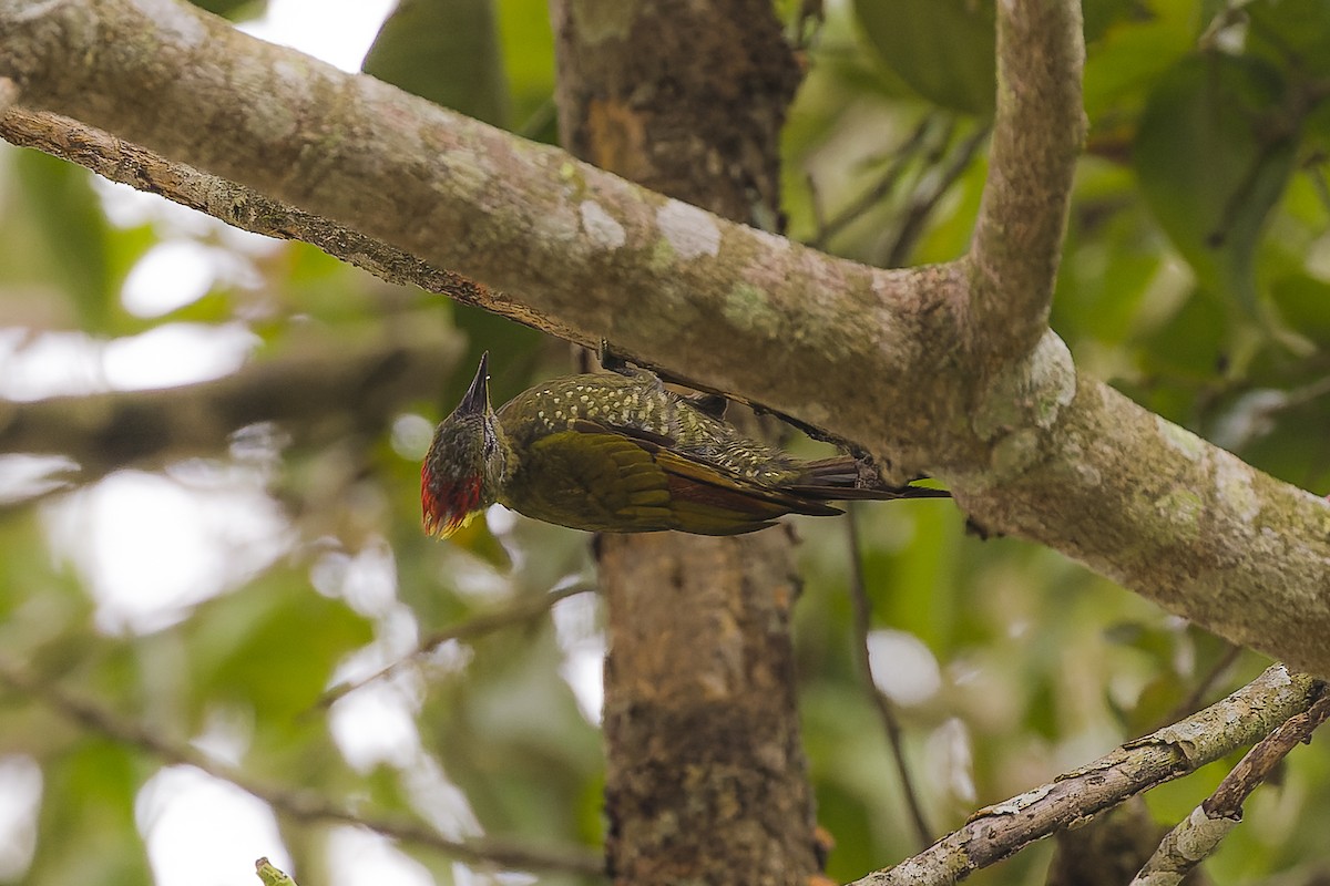 Lesser Yellownape - ML619989840