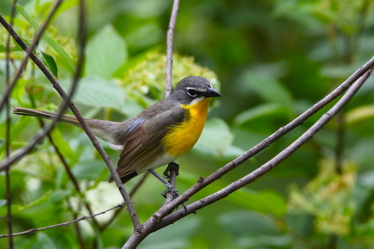 Yellow-breasted Chat - ML619989842
