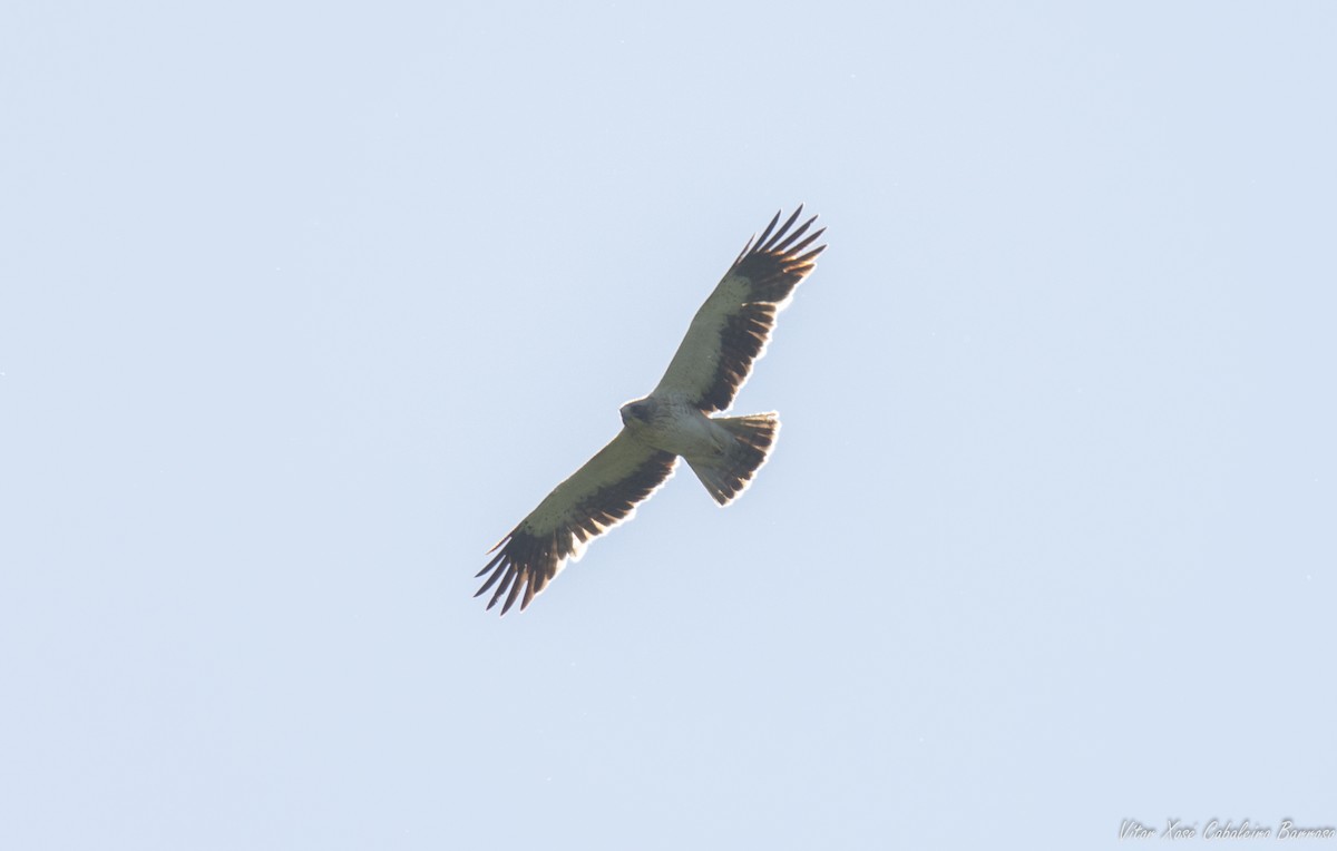 Águila Calzada - ML619989844