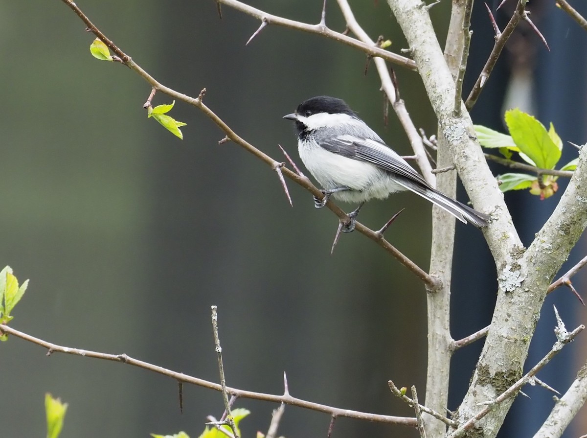 Black-capped Chickadee - ML619989845