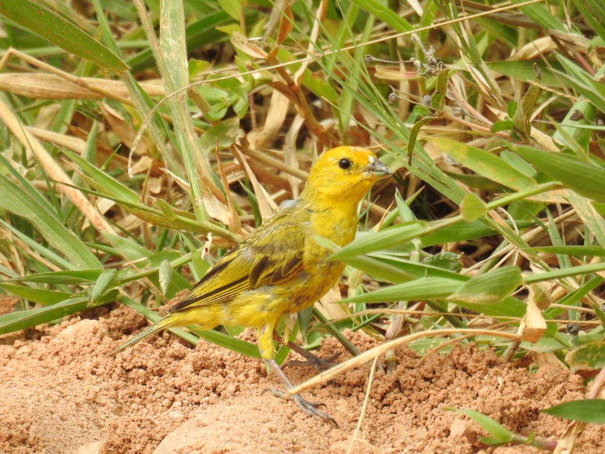 Saffron Finch - ML619989849