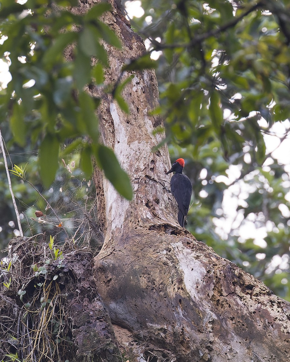 White-bellied Woodpecker - ML619989852
