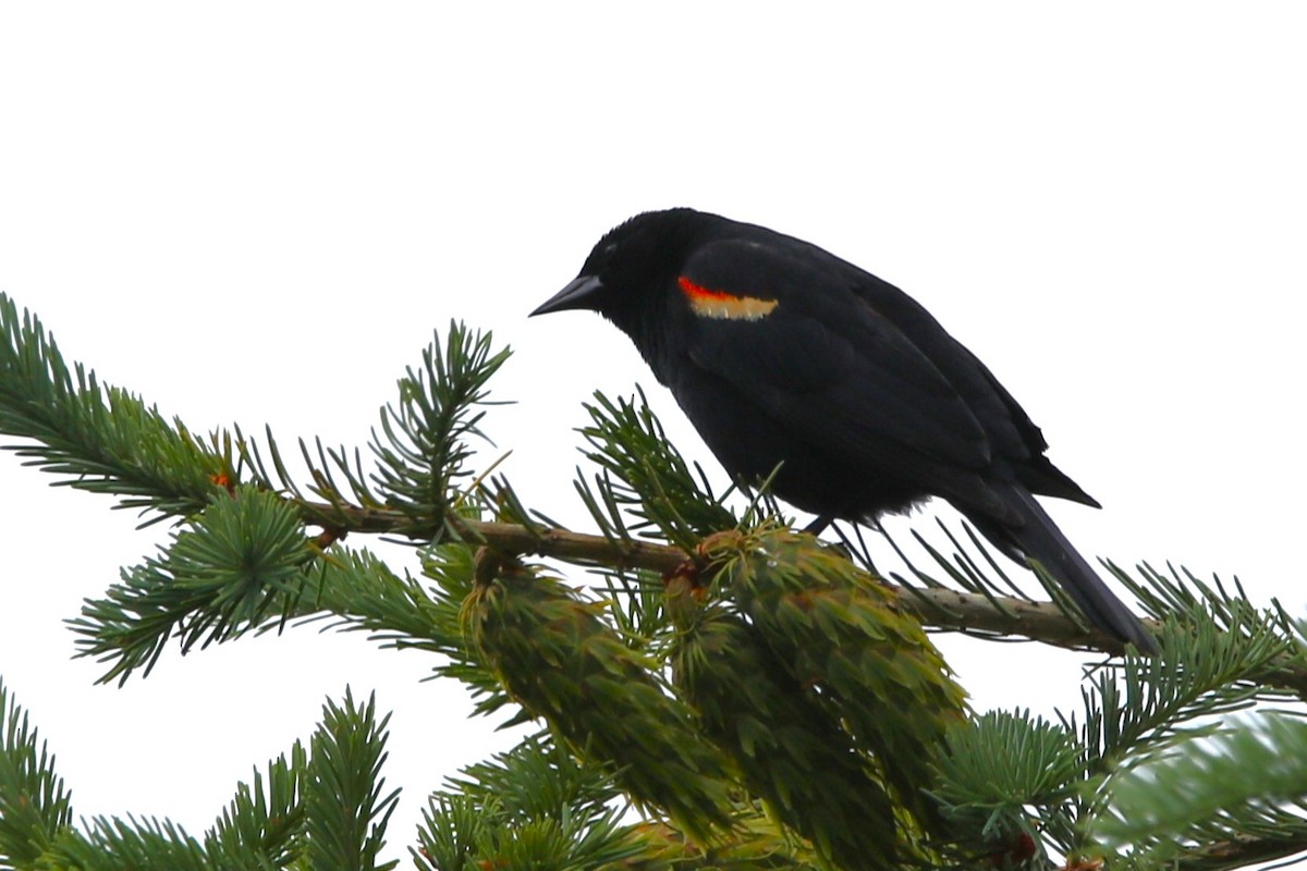 Red-winged Blackbird - ML619989856