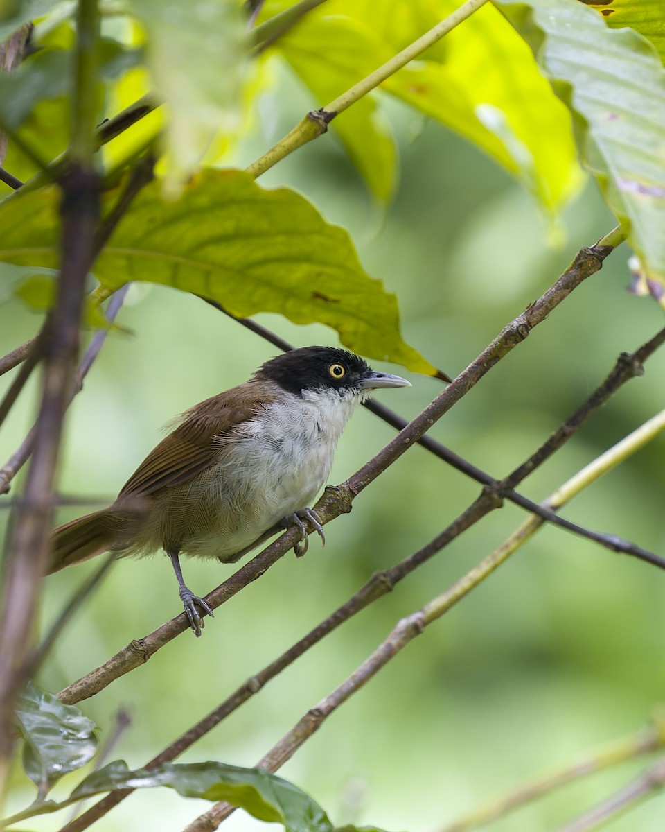 Dark-fronted Babbler - ML619989864