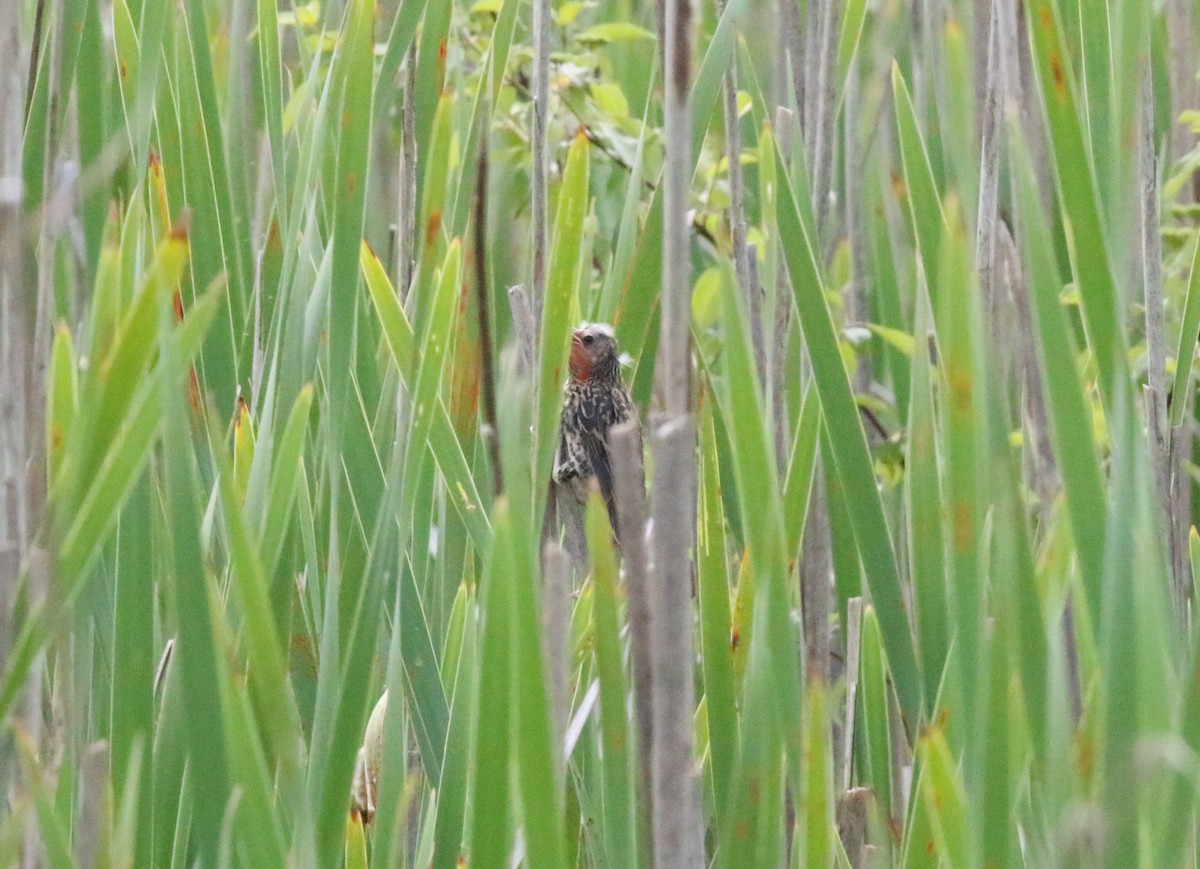 Red-winged Blackbird - ML619989867