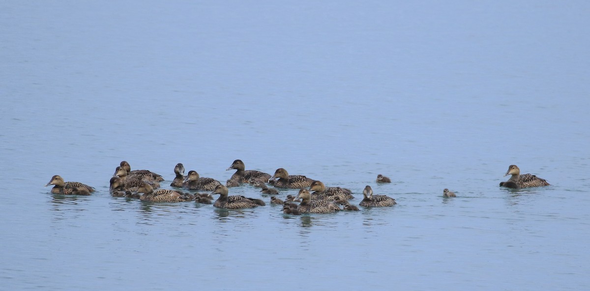 Common Eider - ML619989871