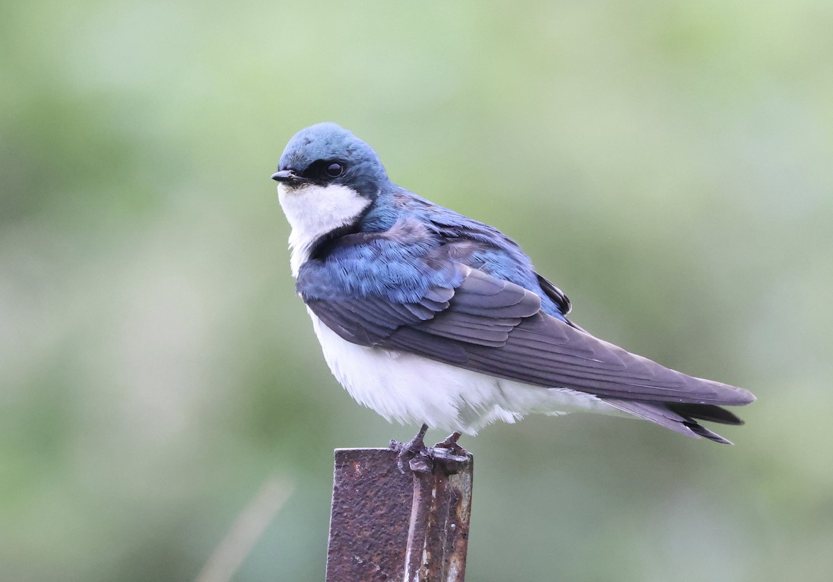 Tree Swallow - ML619989873