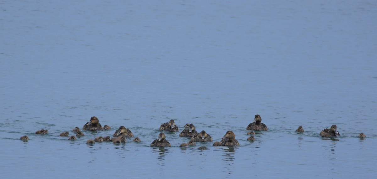 Common Eider - ML619989879