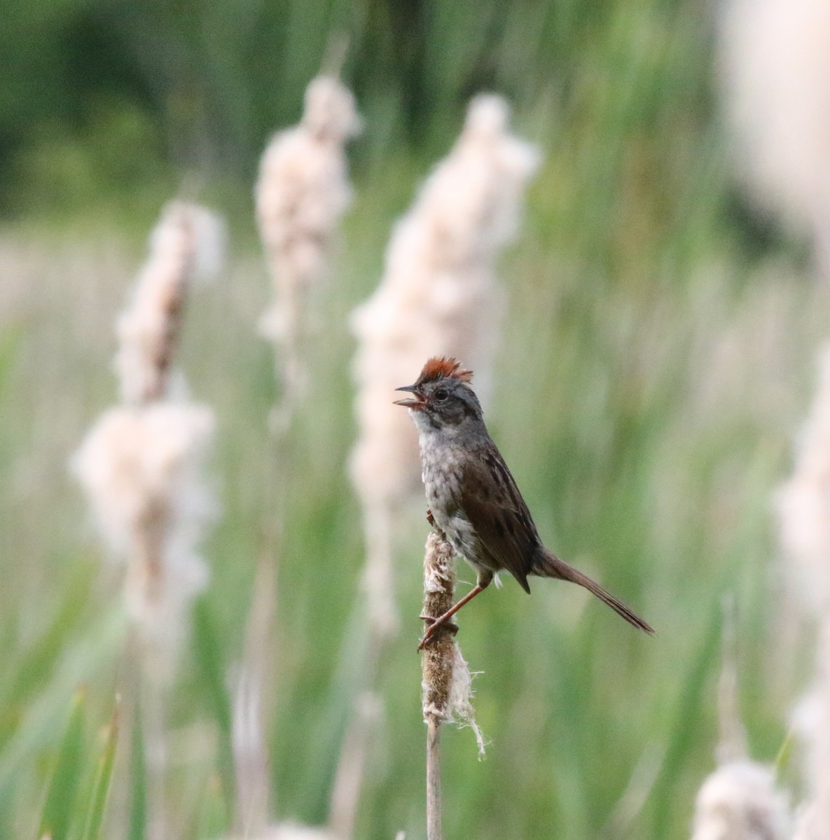 Swamp Sparrow - ML619989882