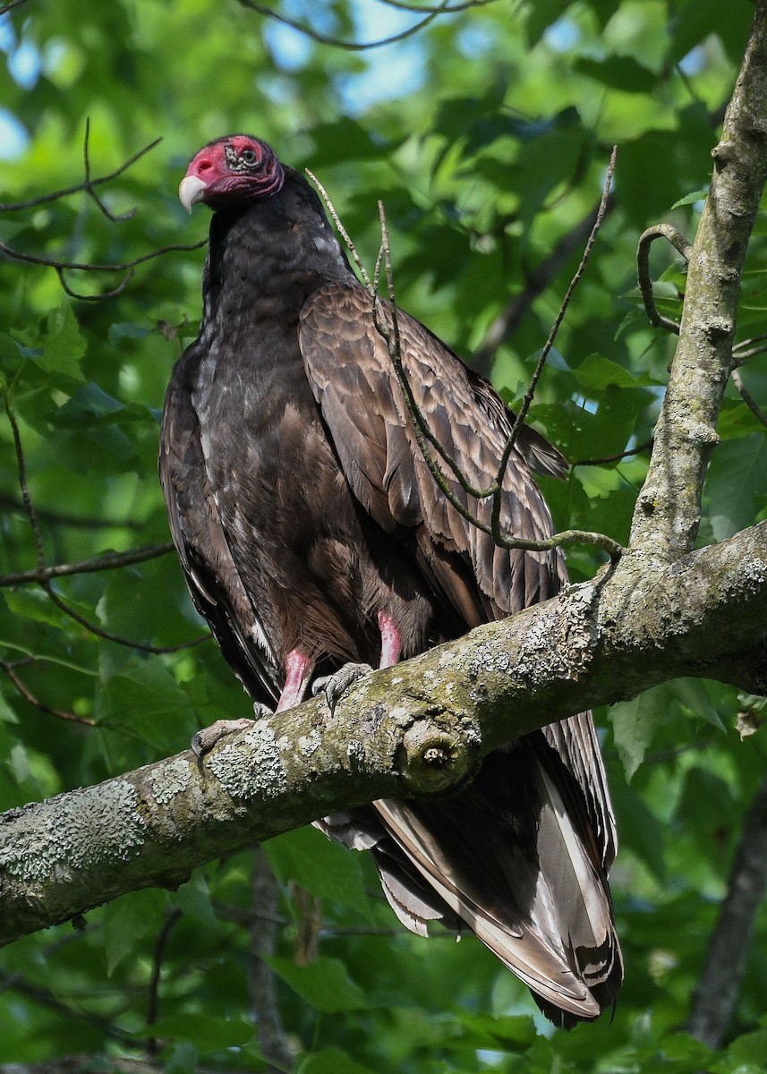 Turkey Vulture - ML619989888