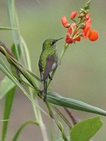 Yeşil Kuyruklu Kolibri - ML619989890