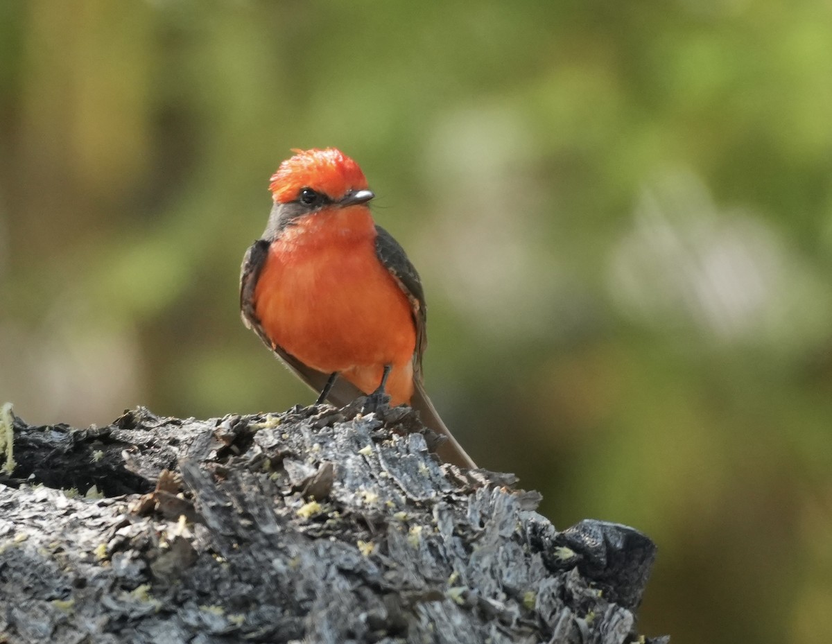 Vermilion Flycatcher - ML619989892